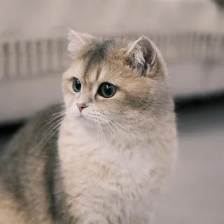 Jiazi