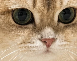 A close-up of Jiazi's face taken from her full-resolution generated render — individual strands of fur, her whiskers, and the texture of her irises
