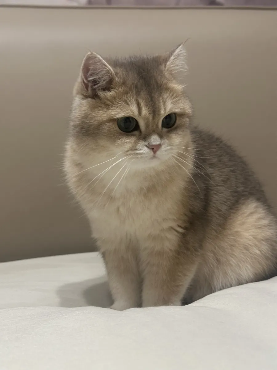The original photo of Jiazi, a cream-and-grey cat sitting on a pale sofa