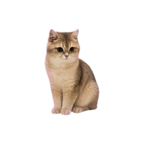 Jiazi regenerated by TwinPet as a cut-out companion on a transparent background, sitting and looking at you