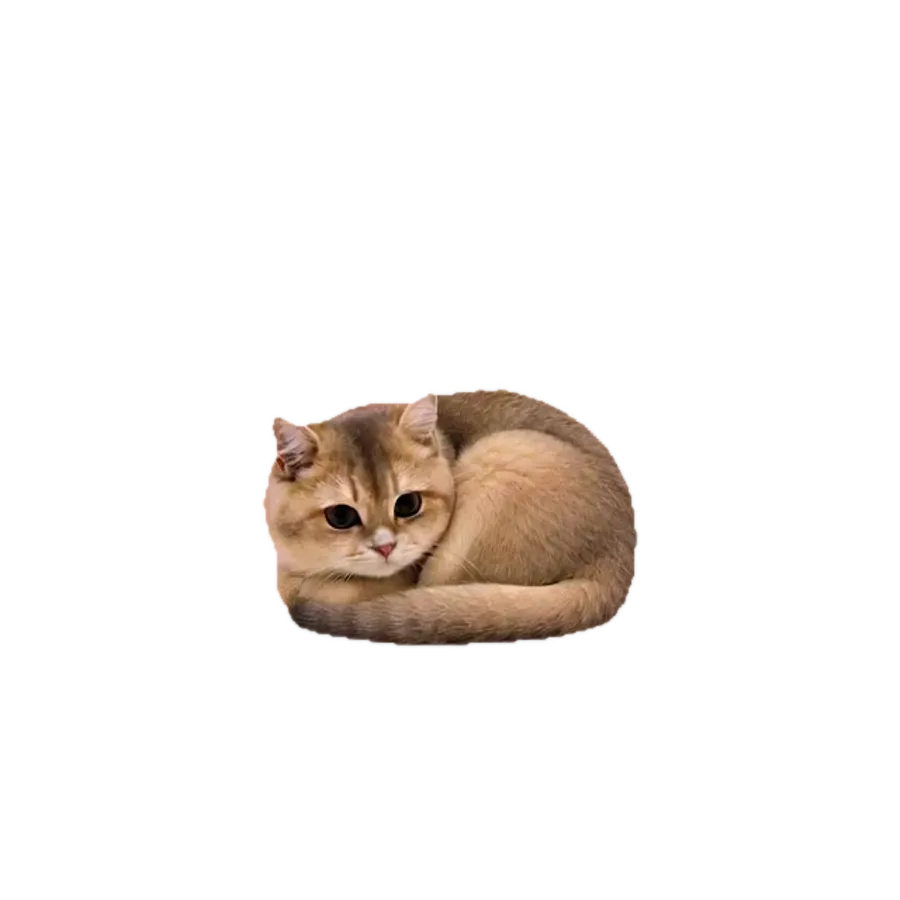 Jiazi, generated by TwinPet from a single photo, dozing on the desktop and flicking her tail